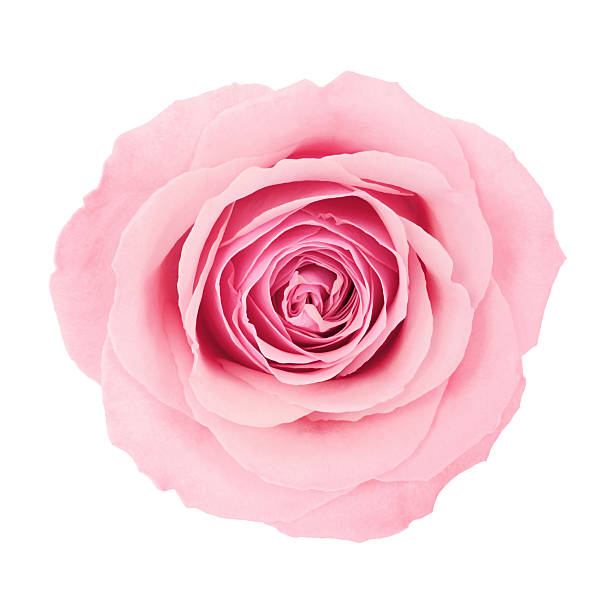 아름다운 핑크 로즈 (경로) - single flower close up flower head rose 뉴스 사진 이미지