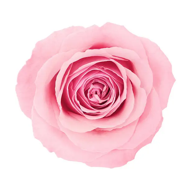 Photo of Beautiful pink rose