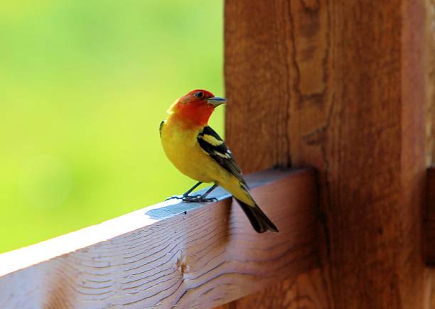 Western Tanager on rail Male western tanager on the porch rail on a July day.  Lots of miller moths were easy to catch on the porch during the summer, making this beautiful bird a common visitor on our porch. piranga ludoviciana stock pictures, royalty-free photos & images