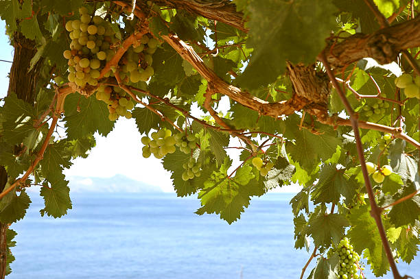 Malvasia Grapes Malvasia grape branch in Salina in Sicily, Aeolian Islands salina sicily stock pictures, royalty-free photos & images
