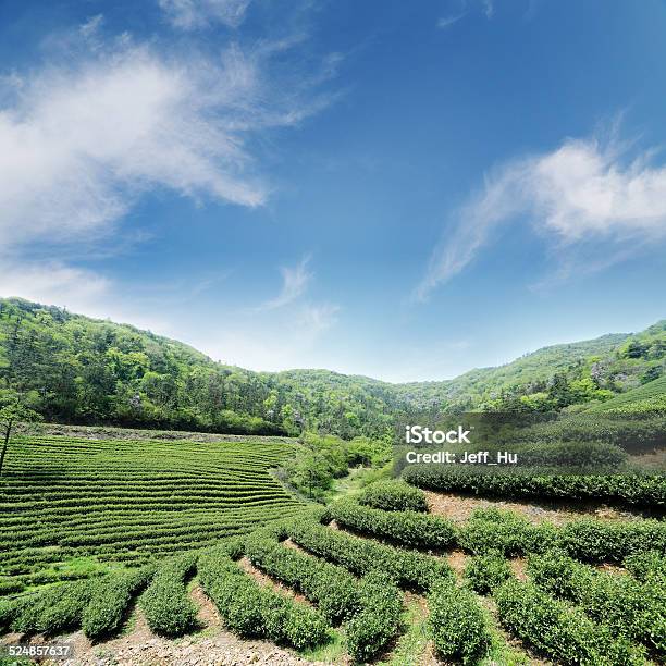 Tea Plantations Stock Photo - Download Image Now - Agriculture, Asia, Backgrounds
