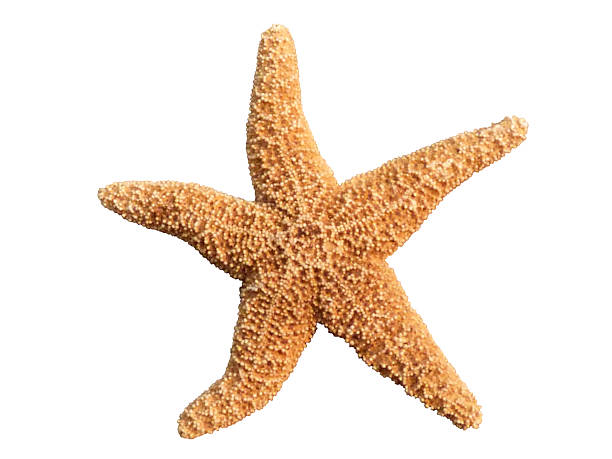 istock Starfish Isolated White Background Star Shape Ocean Sea Animal 524858789