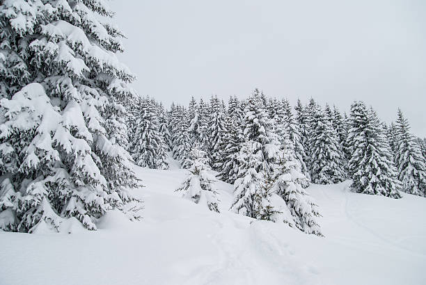 istock Winter Landscape with Snow and Trees 524858915