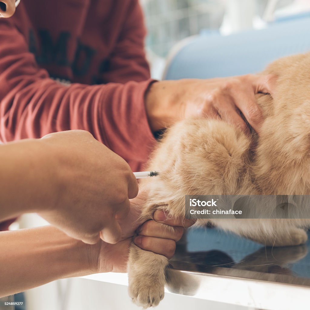 veterinary surgeon is giving the vaccine to Garfield veterinary surgeon is giving the vaccine to Garfield. Kitten Stock Photo