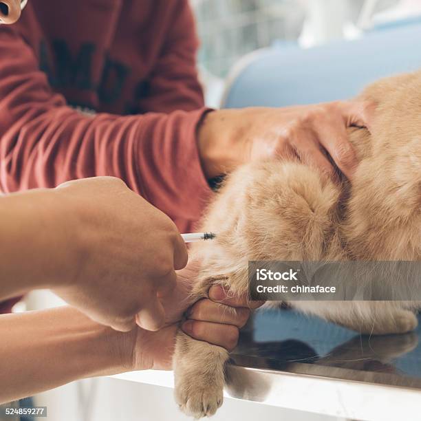 Veterinary Surgeon Is Giving The Vaccine To Garfield Stock Photo - Download Image Now