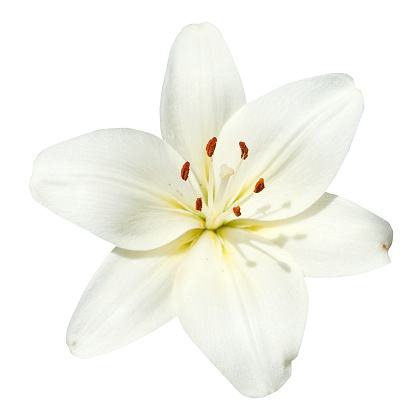 Lilium candidum de flores blancas aisladas photo