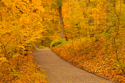 paved road among yellow trees in autumn park