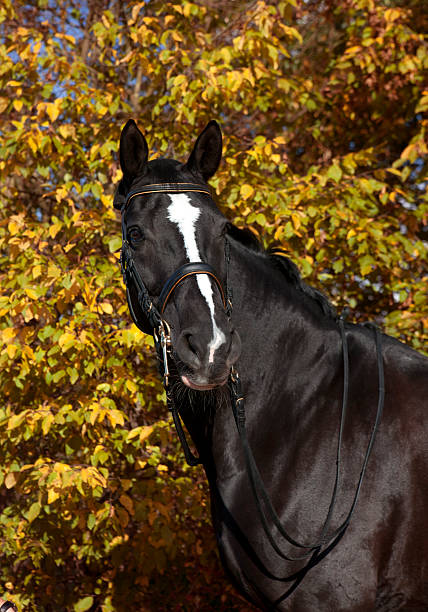 istock Black horse with blaze 524860711