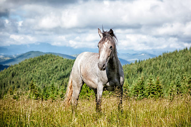 istock Wild Gray horse in Carpathian mountains. 524862869