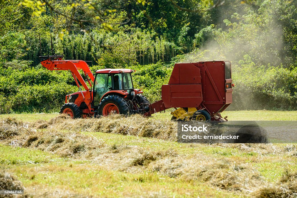 Hay baling A tractor is pulling a hay baler while it gathers up the hay and bales it into a large round bale.Dust is seen coming from the baler as it operates. The hay has already been raked into rows seen in the foreground. Agricultural Machinery Stock Photo