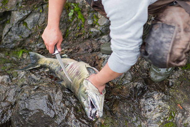 istock Cleaning Chum Salmon Fillet Knife 524879317