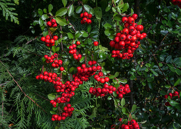 frutas vermelhas silvestres da pyracantha - pyrinae - fotografias e filmes do acervo