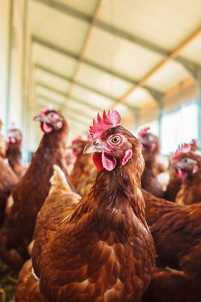 curioso brown gallina in una fattoria di pollo biologico - poultry animal curiosity chicken foto e immagini stock