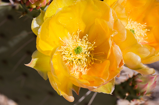 Yellow flower of prickly pear cactus in elegant close up.  Location is Saguaro National Park, East division, along Cactus Forest Drive.  Desert blooming season is a tourist attraction in America's Southwest. 