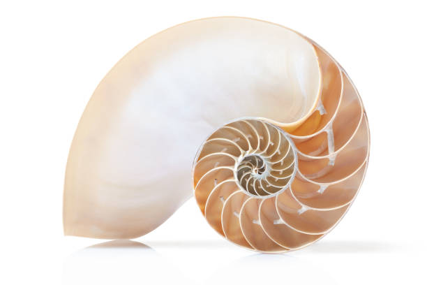 Nautilus shell section on white with soft shadow Nautilus shell section, perfect Fibonacci pattern isolated on white with soft shadow, clipping path included nautilus stock pictures, royalty-free photos & images