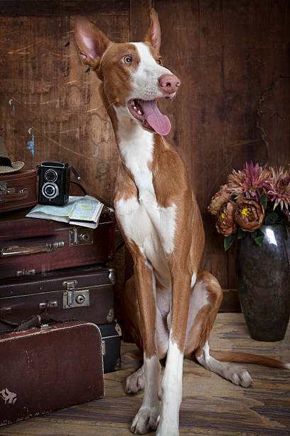 Purebred Podenco ibicenco dog indoors