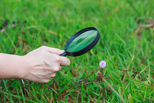 istock Close up human' hand exploring nature at flower with magnifying 524880980
