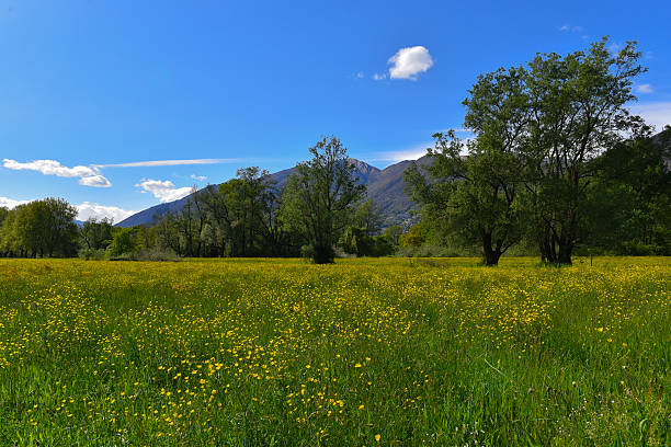 istock flowery meadow with trees and blue sky 524881346