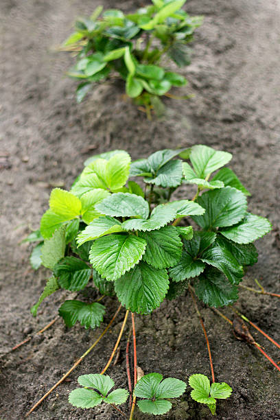 la fraise bush dans le jardin. - strawberry plant photos et images de collection