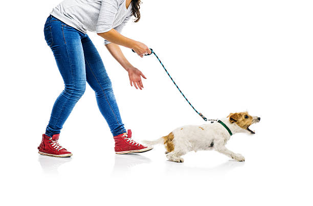 istock Dog on lead on walk with his owner 524881801