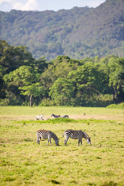 istock Wild zebras grazing in Africa 524882039