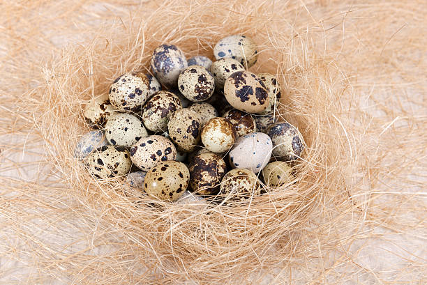 istock quail eggs lie in a nest on the boards 524882073