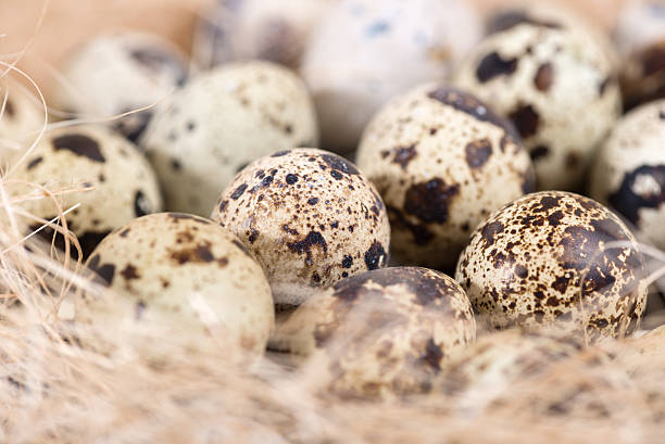 istock quail eggs lie in a nest on the boards 524882077