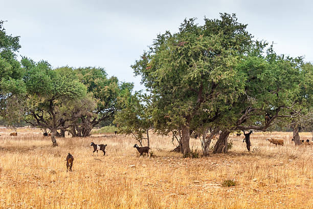 istock Morrocan goats in the field 524882675
