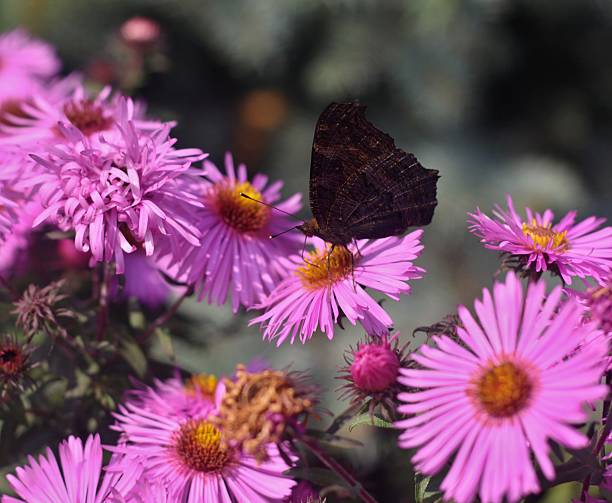 istock Butterfly on flower of dahlia 524882793
