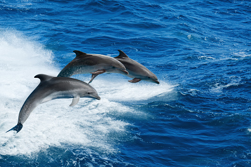 Marine wildlife background - three bottlenone dolphins jumping over sea waves