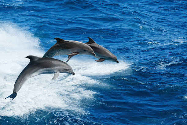 Three dolphins Marine wildlife background - three bottlenone dolphins jumping over sea waves dolphin stock pictures, royalty-free photos & images