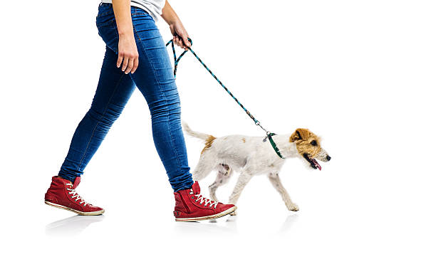 istock Cute dog on lead on walk with his owner 524883085