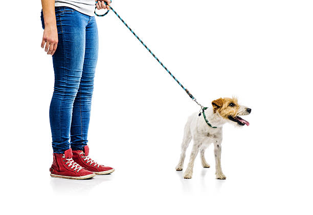istock Cute dog on lead on walk with his owner 524883103