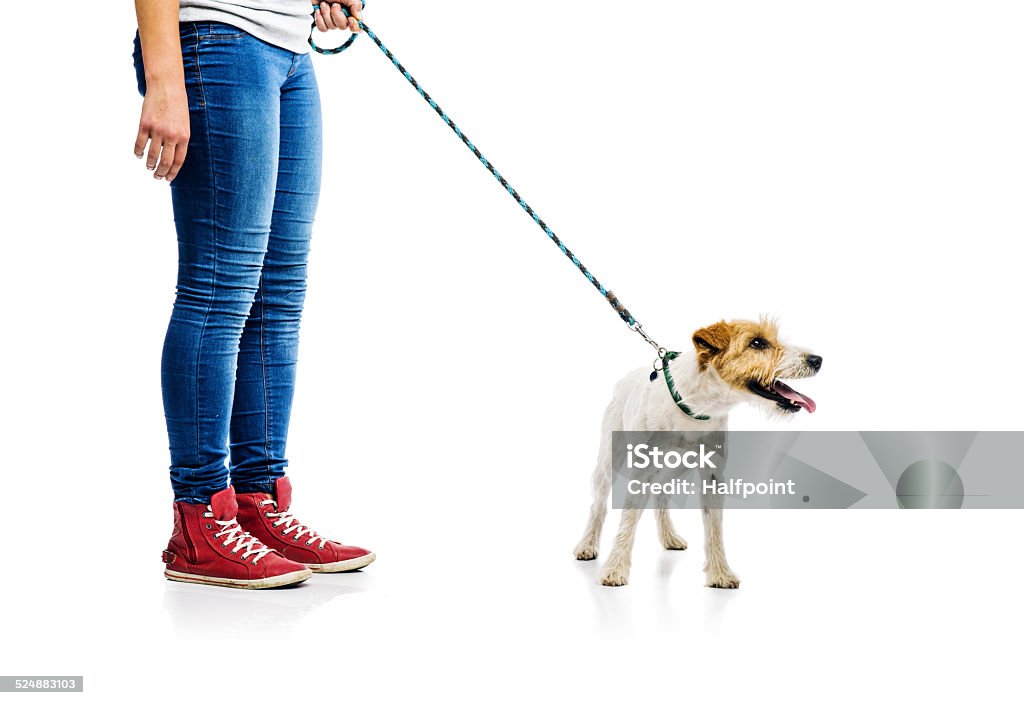 Cute dog on lead on walk with his owner Cute parson russell terrier dog on lead on walk with his owner, isolated on white background Pet Leash Stock Photo