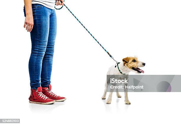 Cute Dog On Lead On Walk With His Owner Stock Photo - Download Image Now - Pet Leash, Dog, Leash