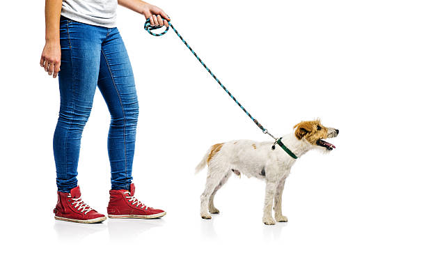 istock Cute dog on lead on walk with his owner 524883107