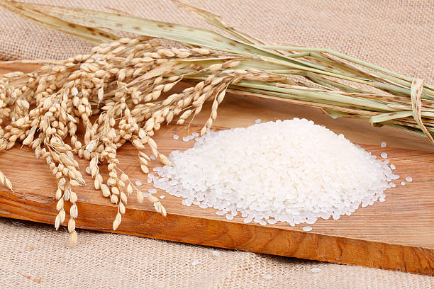 rice stock photo