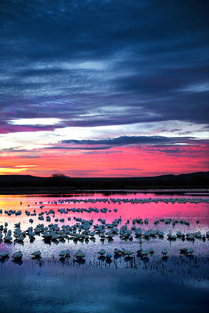 istock Snow Geese at Sunrise 524883557