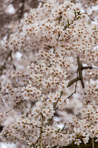istock Sakura, Cherry blossom in Japan 524884010