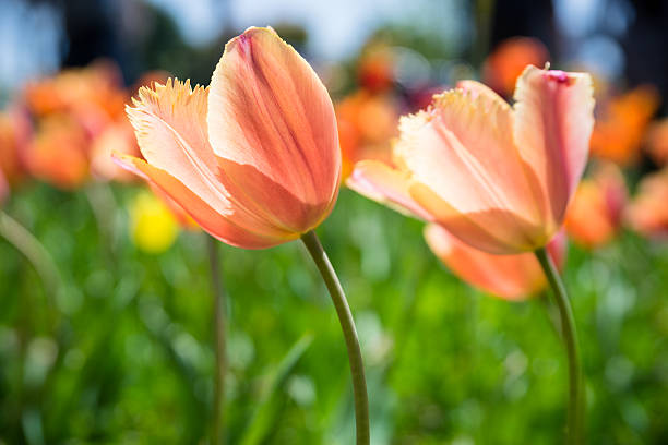 Fleur de Tulipe - Photo