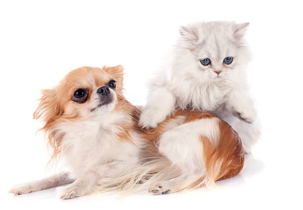 istock persian kitten and chihuahua 524884259
