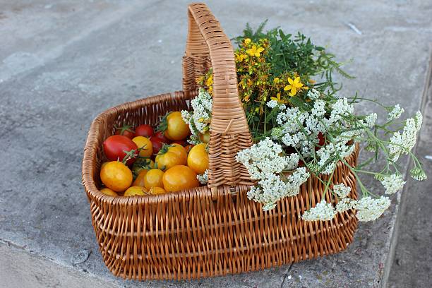 istock Red and yellow tomatoes in the basket covered with herbs. 524884324