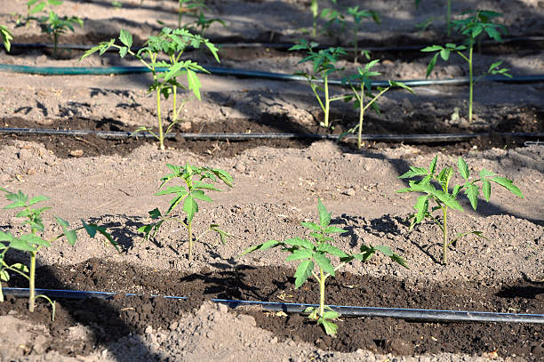 istock watering young tomato plant in open soil 524884497
