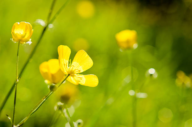 istock buttercups flowers in sunlight 524884824