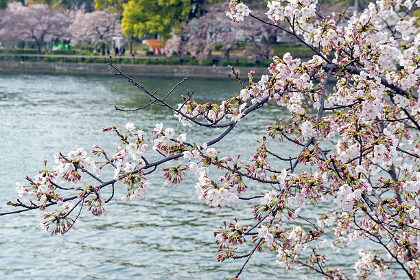 istock Sakura, Cherry blossom in Japan 524885322