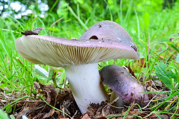 Russula cyanoxantha or Charcoal Burner, one of the best edible Russula in natural habitat