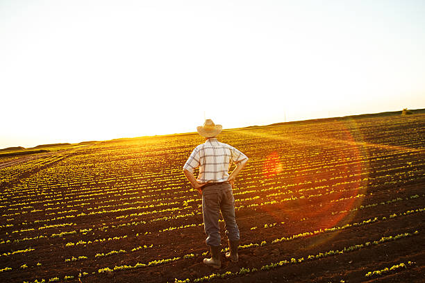 istock Farmer standing in a field and looks into the distance 524885584