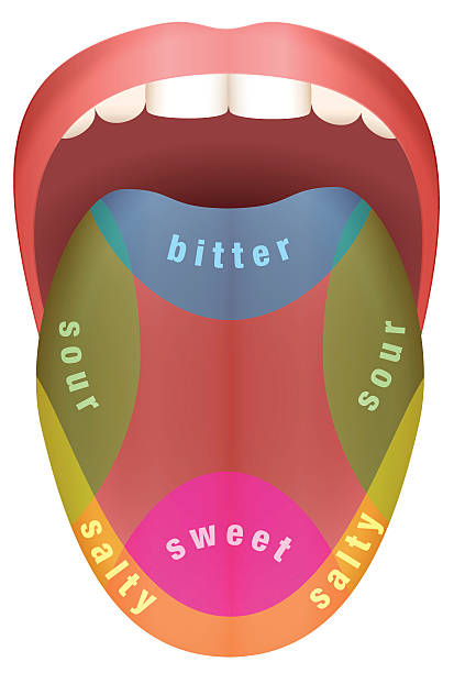 Tongue Taste Areas Tongue with four different taste areas - bitter, sweet, sour and salty. Isolated vector illustration on white background. human tongue stock illustrations