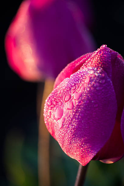 Close up of dew on a tulip at during sunrise.