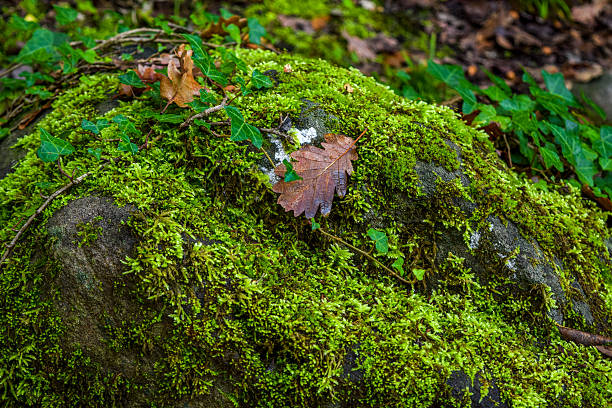 Single Leaf on a Vegetation Covered Rock stock photo